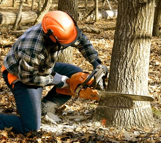 Tree Removal in West Friendship, MD